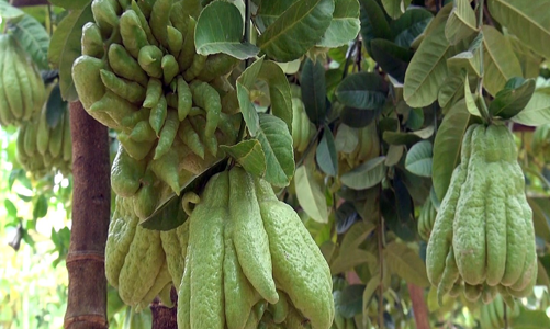 [Phóng sự ảnh] Làng phật thủ ven đô nhộn nhịp ngày cận Tết