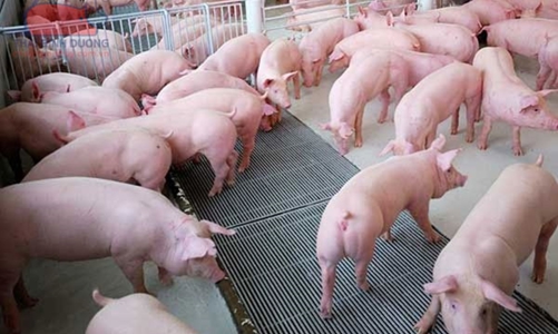 Nông dân “phấn chấn” vì giá lợn, hồ tiêu, cao su đang tăng