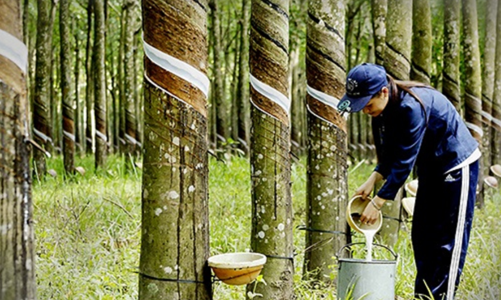 Xuất khẩu khởi sắc, ngành cao su đặt mục tiêu trên 3 tỷ USD trong năm 2024 