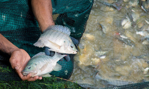 Brazil dừng nhập khẩu cá rô phi Việt Nam