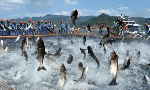 Điều gì đã khiến cổ phiếu tôm cá 