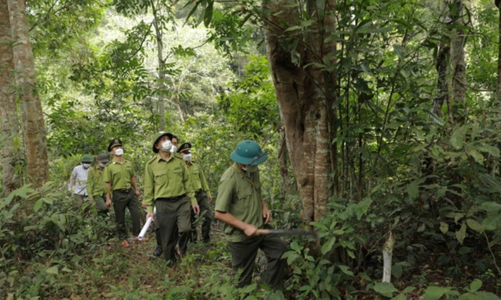 Khẩn trương hoàn thiện quy hoạch lâm nghiệp trong bối cảnh mới