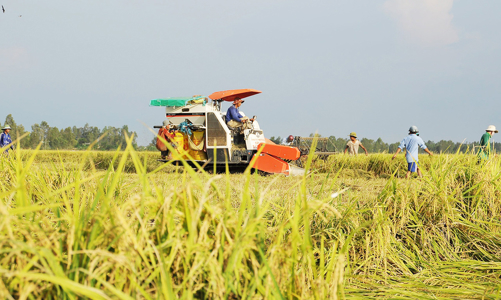 Nông nghiệp vẫn là trụ cột kinh tế của Thái Bình 
