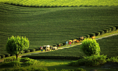 Năm du lịch quốc gia - Điện Biên 2024: Đòn bẩy cho du lịch Tây Bắc