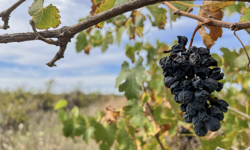 Khủng hoảng thừa rượu vang ở Australia: Hàng triệu gốc nho bị phá bỏ