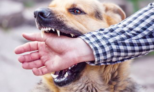 Bệnh dại và số ca tử vong gia tăng đột biến, Bộ Y tế ra khuyến cáo phòng bệnh 