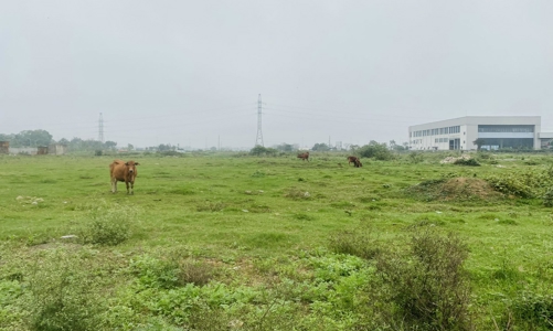 Cận cảnh dự án gần 600 tỷ tại Thanh Hóa thành nơi chăn thả bò