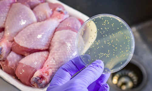 Thực phẩm nào là nguồn chính gây ra nhiễm khuẩn Salmonella?