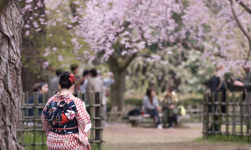 Du lịch nội địa Nhật Bản “thất thu” giữa mùa hoa anh đào