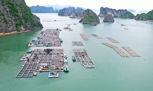 Quảng Ninh tập trung thu hút đầu tư vào nuôi biển và đẩy mạnh kinh tế biển 