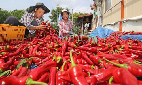 Các mặt hàng thực phẩm xuất khẩu của Việt Nam vào Hàn Quốc không đạt tiêu chuẩn sẽ trả lại hoặc tiêu hủy