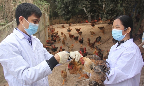 Các bệnh lây nhiễm từ động vật sang người có xu hướng gia tăng, khó kiểm soát