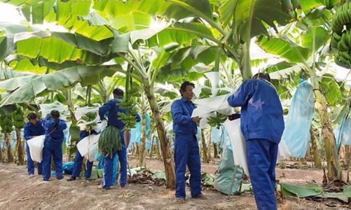 Sau kiểm toán, HNG báo lỗ hơn 1.000 tỷ đồng và đối mặt với việc huỷ niêm yết bắt buộc