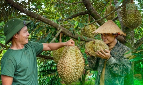 Sầu riêng Việt Nam chiếm 57% thị phần tại Trung Quốc, đẩy Thái Lan xuống “cửa dưới”