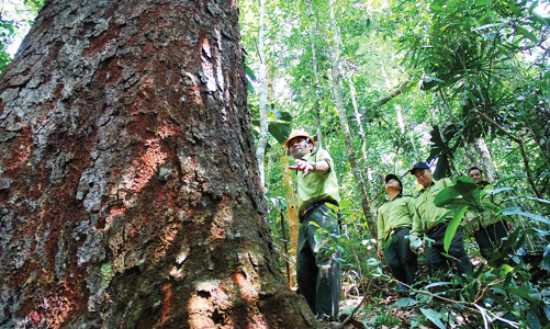 Thị trường carbon thế giới và cơ hội cho Việt Nam