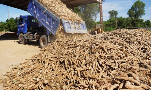 Cơ quan thuế sẽ hoàn thuế đúng hạn, khi phát giác gian lận sẽ thu hồi và xử phạt sau