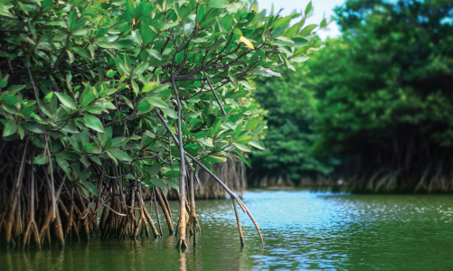 Wyndham Grand Lagoona Bình Châu - Nghỉ dưỡng bình yên và đầu tư bền vững 