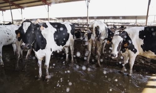 Virus H5N1 ở gia súc có thể nghiêm trọng hơn những thông tin ban đầu