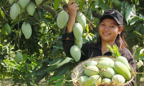 Xuất khẩu nông sản sang Hàn Quốc cần tuân thủ quy định an toàn vệ sinh thực phẩm