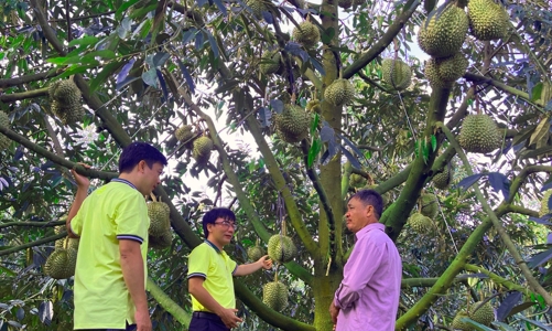 NPK Cà Mau công nghệ Polyphosphate mang lại hiệu quả sâu, bền vững cho cây Sầu Riêng Tây Nguyên