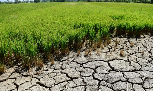 Xâm nhập mặn tại Đồng bằng sông Cửu Long ngày càng gay gắt