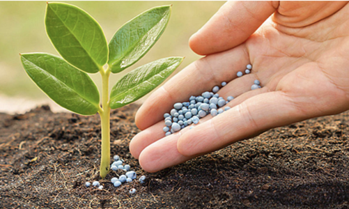 Một cổ phiếu phân bón được khuyến nghị mua tiềm năng tăng giá lên đến 42% 