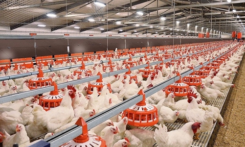 Ngành chăn nuôi triển khai 3 đề án lớn, hướng đến mục tiêu xuất khẩu đạt 3-4 tỷ USD vào năm 2030