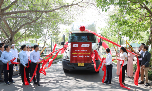 Lô củ sen đầu tiên của Việt Nam xuất khẩu sang Nhật Bản