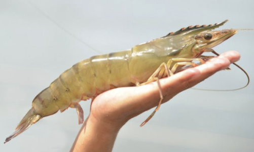 Cổ phiếu tôm bật tăng “tanh tách” sau tin Hoa Kỳ xem xét công nhận Việt Nam là kinh tế thị trường