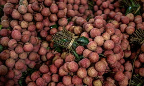 Trung Quốc mất mùa quả vải nghiêm trọng, sản lượng có thể giảm một nửa