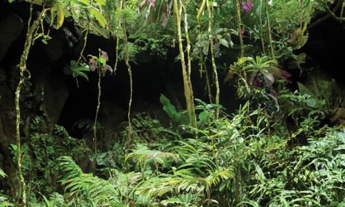 Những tour du lịch ngắm động vật hoang dã “hot” nhất hè này