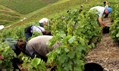 Bẫy lừa đảo đưa lao động sang Australia làm việc để thu tiền trái luật