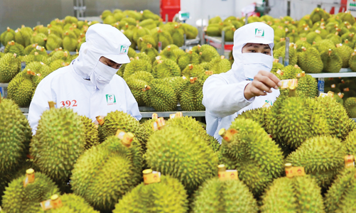 Giữ vững thị trường xuất khẩu: Nâng cao chất lượng trái sầu riêng