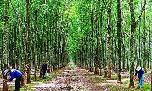 Đảm bảo tính hợp pháp của cao su nguyên liệu nhập khẩu