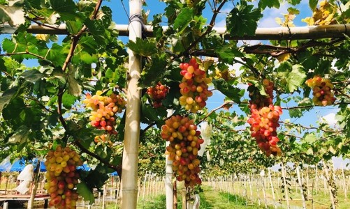 Doanh thu từ những vườn trái cây thành địa điểm du lịch