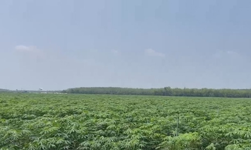 Năng suất nhân đôi, nông dân tăng thu nhập nhờ dự án Khoai mì bền vững