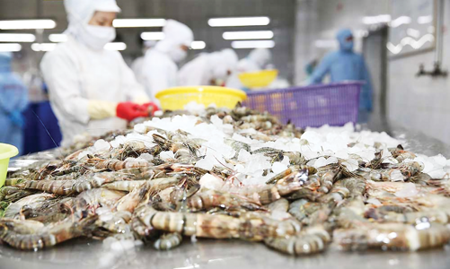 Xuất khẩu tôm khó đạt mục tiêu 10 tỷ USD 