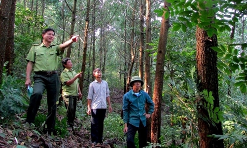 Dư địa  bán tín chỉ các bon rừng của Việt Nam còn rất lớn