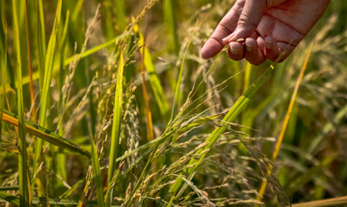 Cơ hội lớn cho gạo Việt Nam khi Philippines giảm mạnh thuế nhập khẩu 