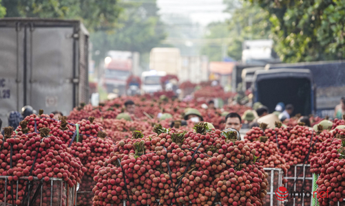 Trung Quốc đã mua hơn 9.000 tấn vải thiều Bắc Giang với giá cao