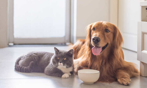 Thị trường đồ ăn vặt cho thú cưng tăng trưởng mạnh mẽ