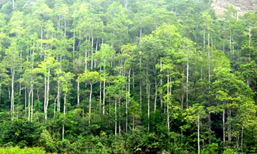 Cần trên 217 nghìn tỷ đồng thực hiện Quy hoạch lâm nghiệp quốc gia