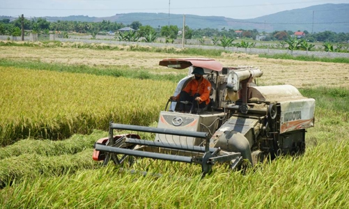 Năng suất lúa của Thanh Hóa đạt cao nhất từ trước đến nay