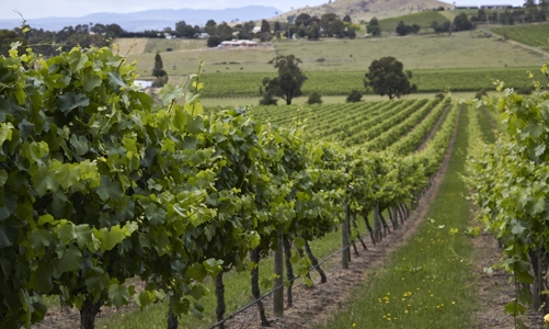 Quan hệ tan băng, thương mại Trung Quốc - Australia bật tăng mạnh