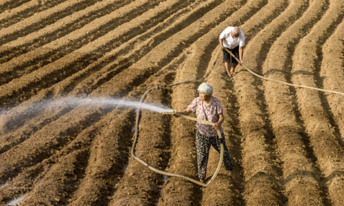 Nóng kỷ lục và mưa lớn ở Trung Quốc gây lo ngại về an ninh lương thực