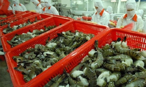 Vượt Hoa Kỳ, Trung Quốc trở thành thị trường tiêu thụ tôm lớn nhất của Việt Nam