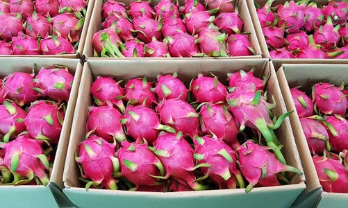 Linh hoạt trong xuất khẩu nông sản sang Trung Quốc 