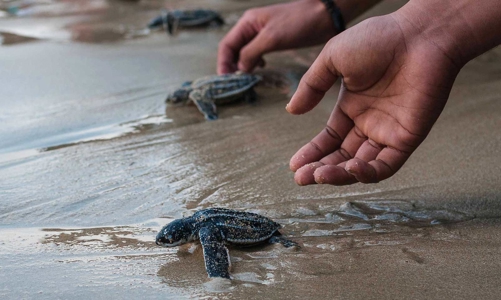 Du lịch giúp “chữa lành” môi trường