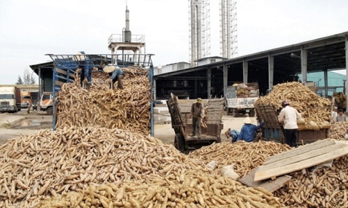 Phát triển bền vững ngành hàng sắn, hướng đến mục tiêu xuất khẩu 2 tỷ USD vào năm 2030