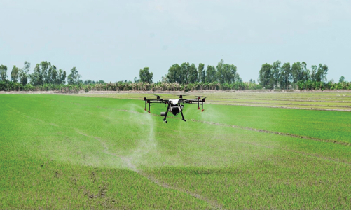 Nông nghiệp và vai trò bệ đỡ